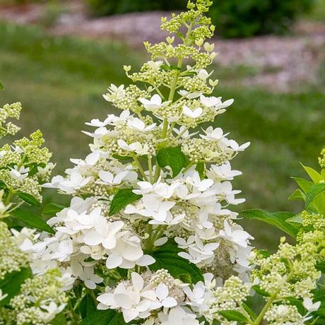 hortenzie latnatá 'Confetti'