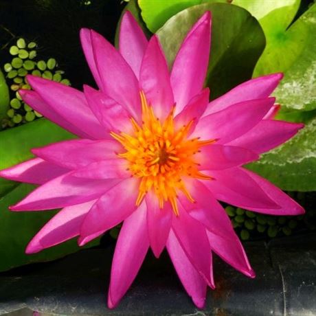leknín 'Tropic Star'