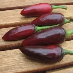 Paprika roční chilli 'Azteco'