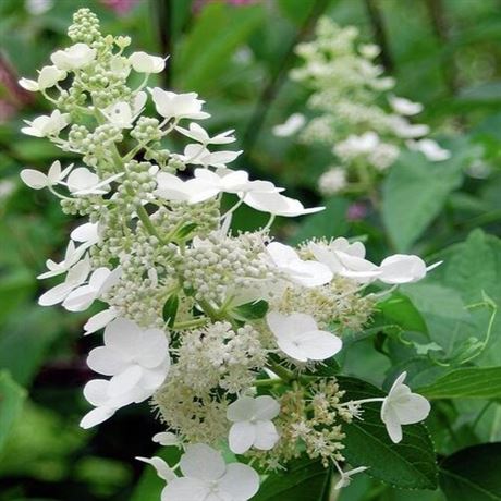 Hortenzie latnatá 'Kyushu'