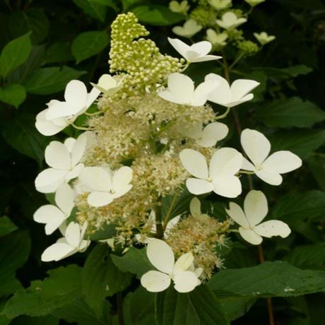 hortenzie latnatá 'White Goliath'