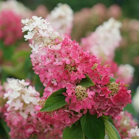 Hortenzie latnatá 'Pinky Winky'