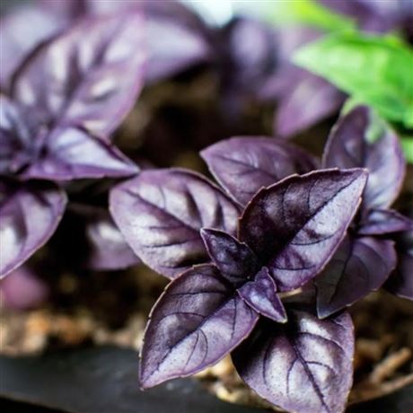 bazalka pravá 'Purple Opaal'