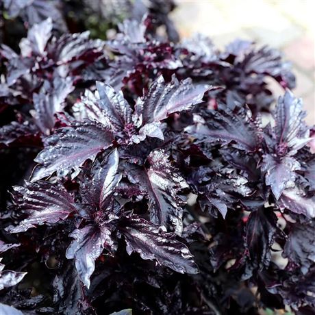 bazalka pravá 'Purple Ruffles'