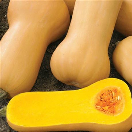Tykev máslová 'Butternut Liscia'