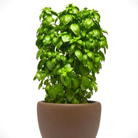 bazalka pravá 'Everleaf Emerald Towers'