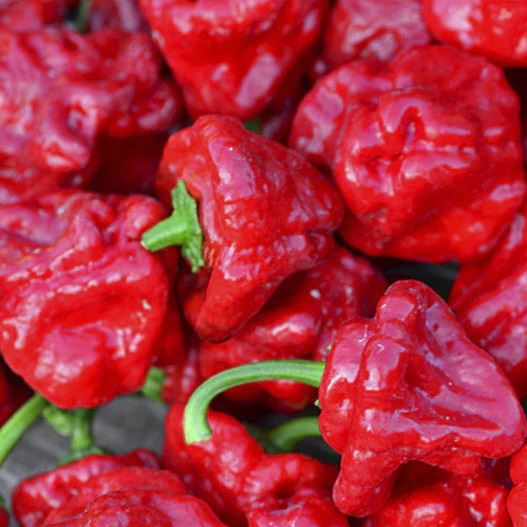 paprika roční chilli 