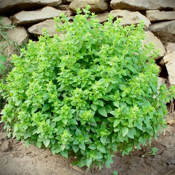 bazalka skořicová 