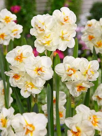 Narcis 'Sir Winston Churchill'