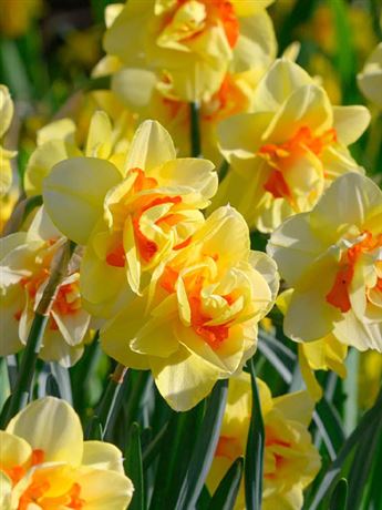 Narcis 'Tahiti'