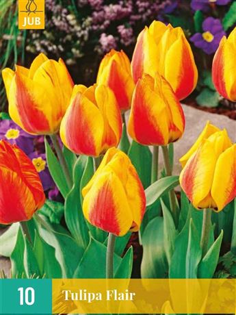 Tulipán 'Flair'