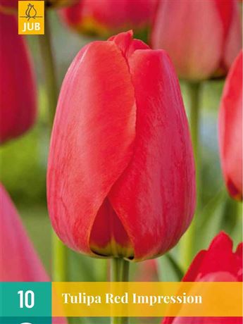 Tulipán 'Red Impression'