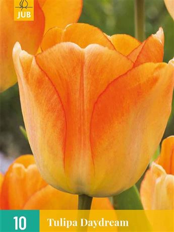 Tulipán 'Daydream'