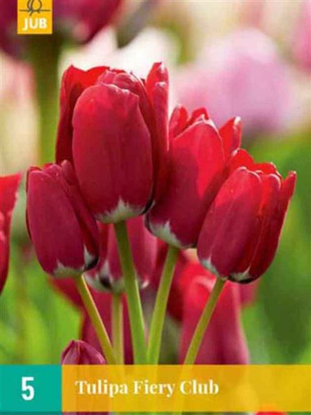 Tulipán 