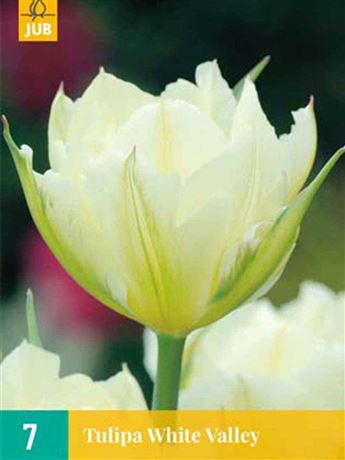 Tulipán 'White Valley'