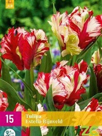 Tulipán 'Estella Rijnveld'