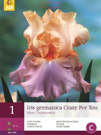 kosatec německý 'Crazy for You'