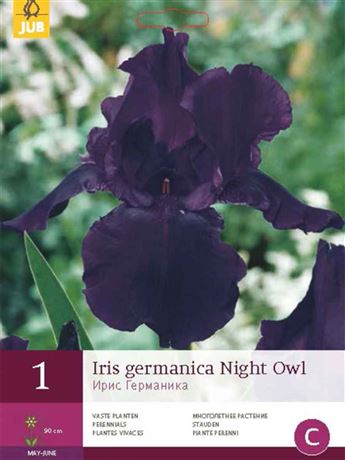 kosatec německý 'Night Owl'