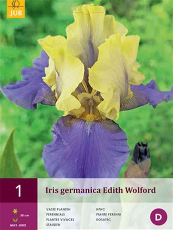 kosatec německý 'Edith Wolford'