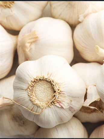 česnek sadbový bílý nepaličák 'Messidrome' 8 palic