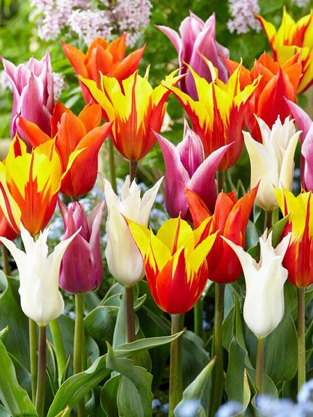 tulipán 