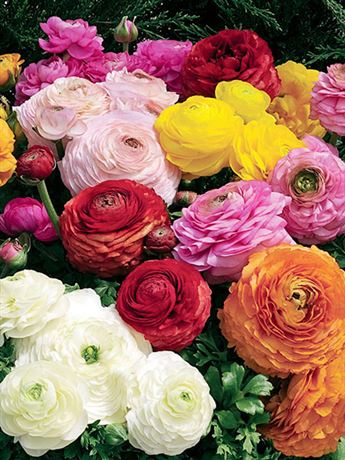 pryskyřník plnokvětý 'Mix'