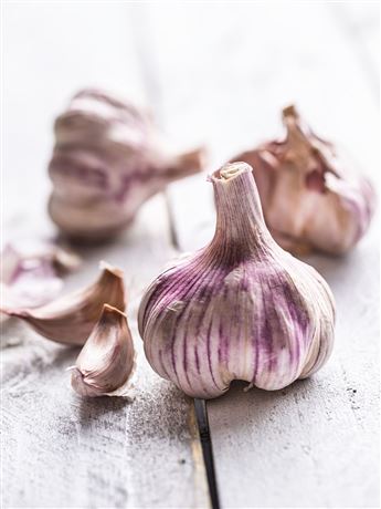 česnek sadbový 'Germidour' nepaličák fialový 4 palice