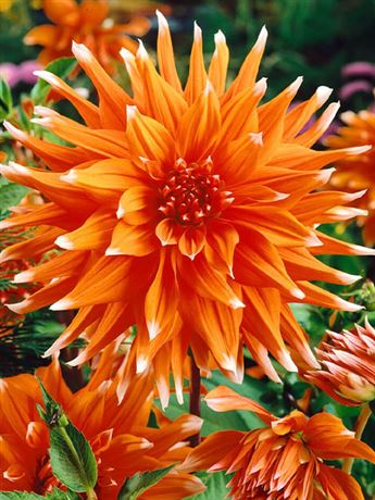 jiřina 'Color Spectacle'