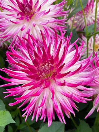 jiřina 'Dutch Explosion'