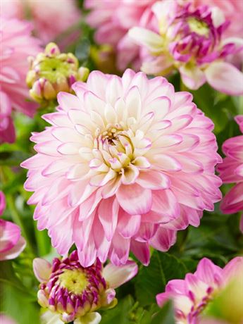 jiřina 'Melody Dixie'