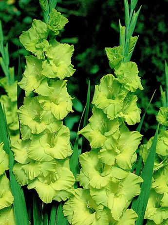 mečík 'Green Star'