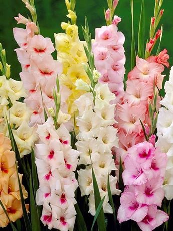 mečík 'Pastel MIX'