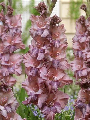 mečík 'Rusty Chestnut'