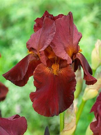 kosatec německý 'Red Zinger'