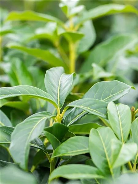 bobkovišeň lékařská 