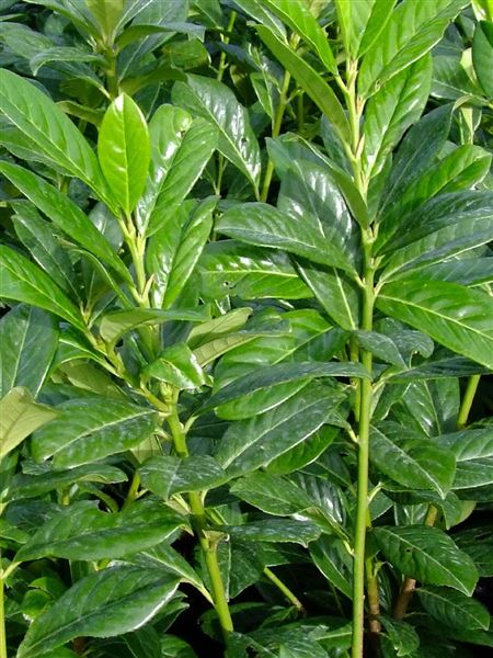 Bobkovišeň lékařská 