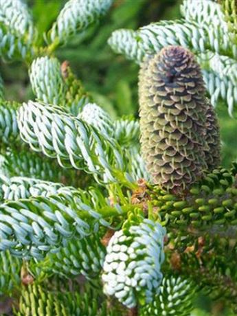 Jedle korejská 'Silberlocke'