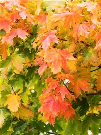 Javor mléč 'Globosum'