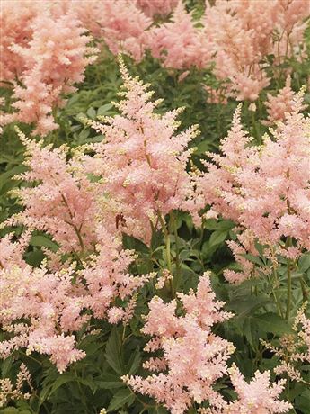 Čechrava japonská 'Peach Blossom'