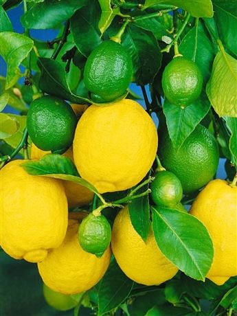 Citroník limonový