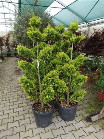 Cypřišovec Leylandův 'Castlewellan Gold'
