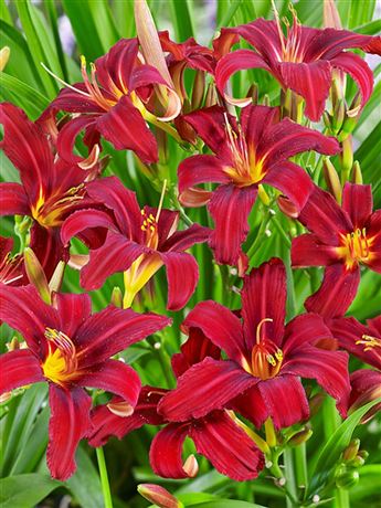 Denivka 'Crimson Pirate'