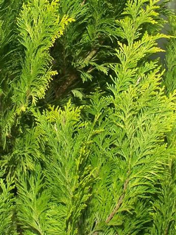 Cypřišek Lawsonův 'Yvonne'