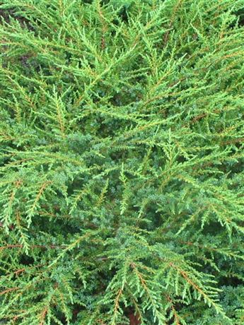 Jalovec obecný 'Repanda'