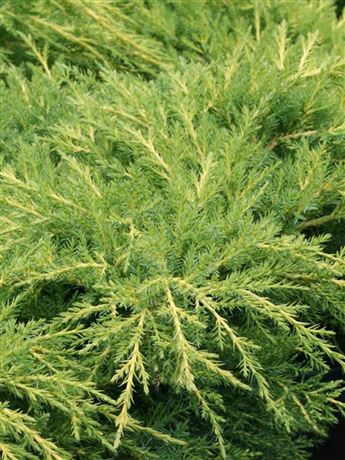 Jalovec polehavý 'Prince of Wales'