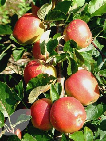 Jabloň domácí 'Braeburn'