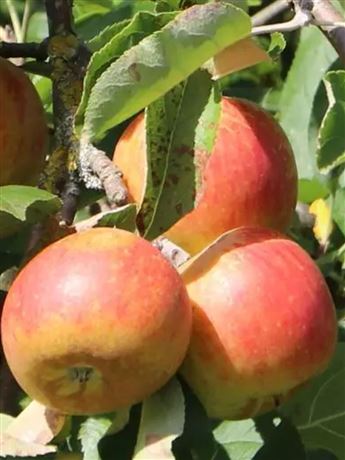 Jabloň domácí 'Merkur'