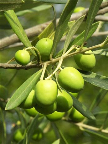 Olivovník evropský