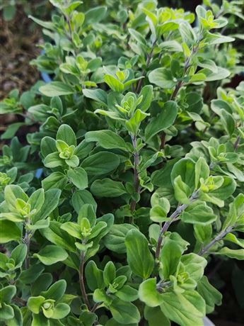 Majoránka zahradní