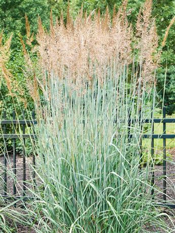 Proso prutnaté 'Prairie Sky'
